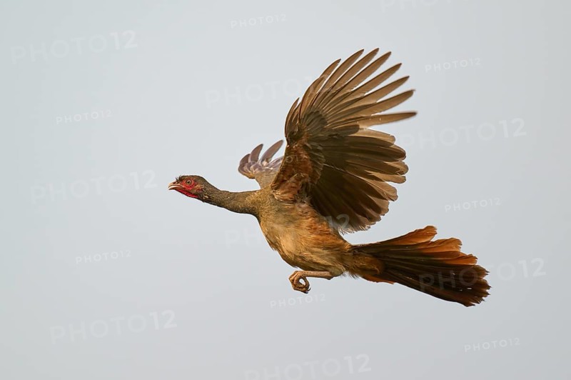 Bird in the air with spread wings and a red head against a blue sky, Chacochachalaca (Ortalis canicollis), Pantanal, UNESCO Biosphere Reserve, Mato Grosso, Brazil