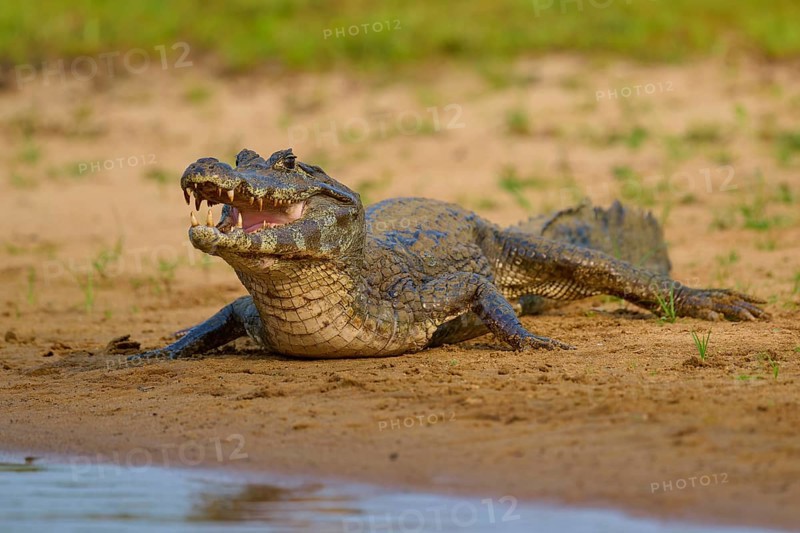 A caiman lies on the sandy bank of a river, open with menacing teeth, spectacled caiman (Caiman yacare, Caiman crocodilus yacare), Rio Negro, Pantanal, UNESCO Biosphere Reserve, Mato Grosso, Brazil