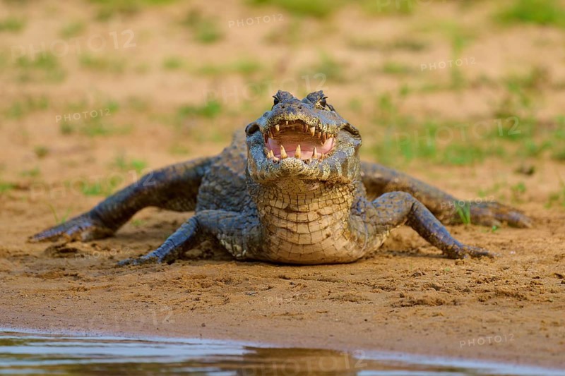 A caiman with open mouth lies watching at the edge of a body of water, spectacled caiman (Caiman yacare, Caiman crocodilus yacare), Rio Negro, Pantanal, UNESCO Biosphere Reserve, Mato Grosso, Brazil
