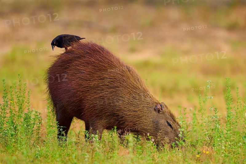 A black bird on a grass-eating capybara in a green environment, Capybara, capybara (Hydrochoerus hydrochaeris), giant cowbird (Molothrus oryzivorus), Rio Negro, Pantanal, UNESCO Biosphere Reserve, Mato Grosso, Brazil