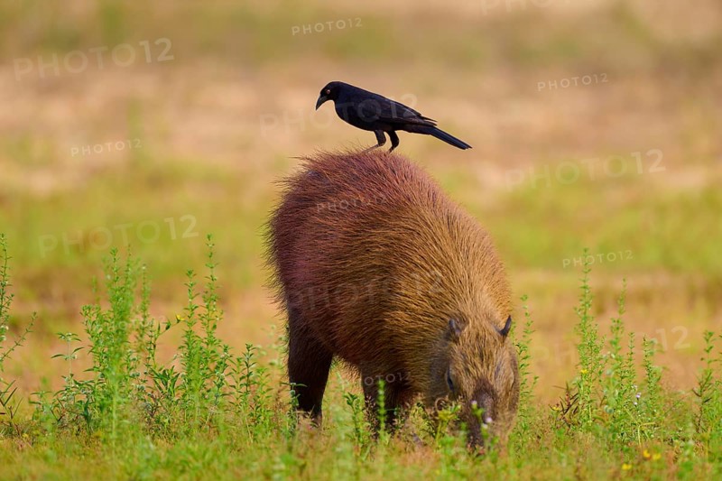 A black bird stands on a grass-eating capybara in a meadow, Capybara, capybara (Hydrochoerus hydrochaeris), giant cowbird (Molothrus oryzivorus), Rio Negro, Pantanal, UNESCO Biosphere Reserve, Mato Grosso, Brazil