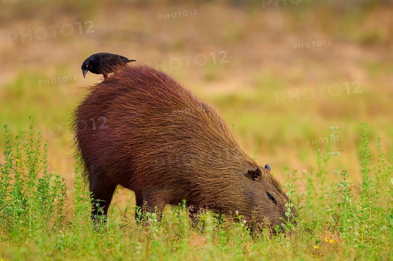 Bird standing on a capybara in a meadow and both appear calm, Capybara, capybara (Hydrochoerus hydrochaeris), Giant Cowbird (Molothrus oryzivorus), Rio Negro, Pantanal, UNESCO Biosphere Reserve, Mato Grosso, Brazil