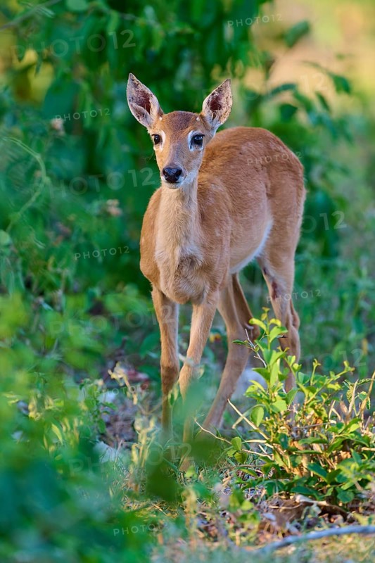 A young fawn peers cautiously through the undergrowth, Grand Mazama or Red Mazama (Mazama americana), Pantanal, UNESCO Biosphere Reserve, Mato Grosso, Brazil
