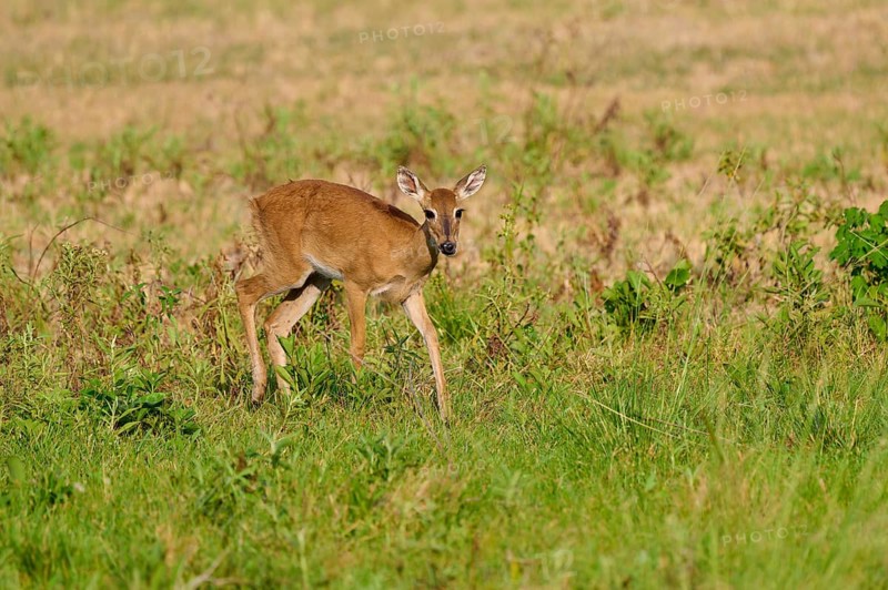 A deer in a field looks attentively to the side, Grand Mazama or Red Mazama (Mazama americana), Pantanal, UNESCO Biosphere Reserve, Mato Grosso, Brazil