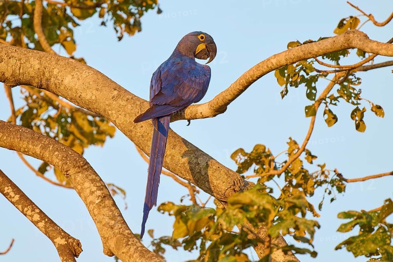 In the golden light, a blue parrot sits on a branch and enjoys the view, Hyacinth Macaw (Anodorhynchus hyacinthinus), Pantanal, UNESCO Biosphere Reserve, Mato Grosso, Brazil
