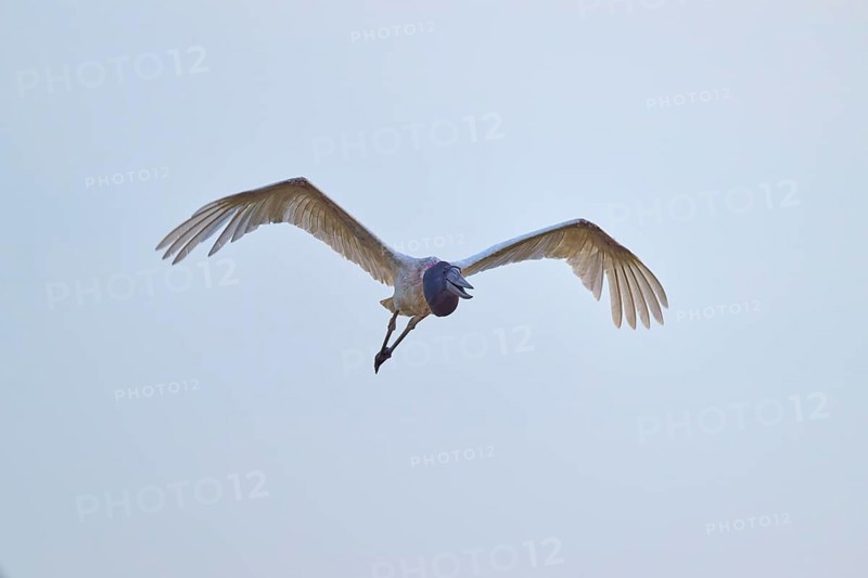 A stork flies directly towards the camera while spreading its wings, Jabiru (Jabiru mycteria), Pantanal, UNESCO Biosphere Reserve, Mato Grosso, Brazil