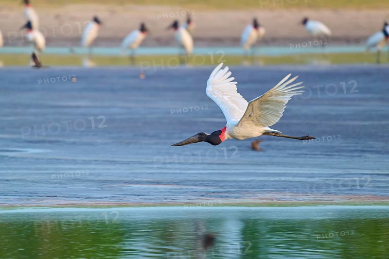 A large stork flies just above the water surface with its wings outstretched, Jabiru (Jabiru mycteria), Pantanal, UNESCO Biosphere Reserve, Mato Grosso, Brazil