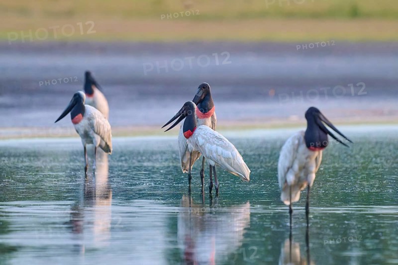 A group of large birds stands in the calm water, in a peaceful atmosphere, Jabiru (Jabiru mycteria), Pantanal, UNESCO Biosphere Reserve, Mato Grosso, Brazil