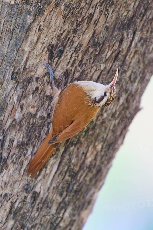 Bird with brown plumage and white head on a tree, Southern White-bellied Woodcreeper (Lepidocolaptes angustirostris), Pantanal, UNESCO Biosphere Reserve, Mato Grosso, Brazil