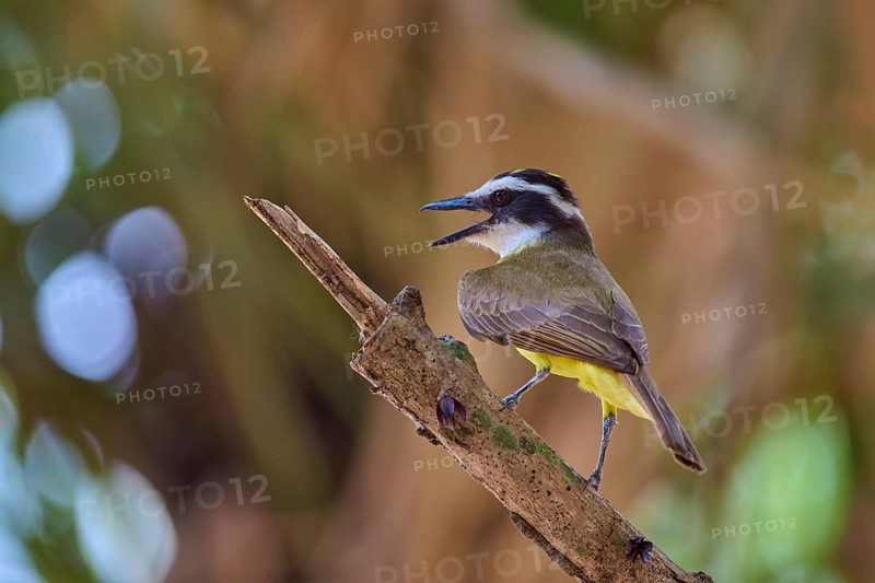 Bird with vivid yellow belly singing on branch in front of bokeh background, Sulphur Yellow Tyrant (Pitangus sulphuratus), Pantanal, UNESCO Biosphere Reserve, World Heritage Site, Mato Grosso, Brazil