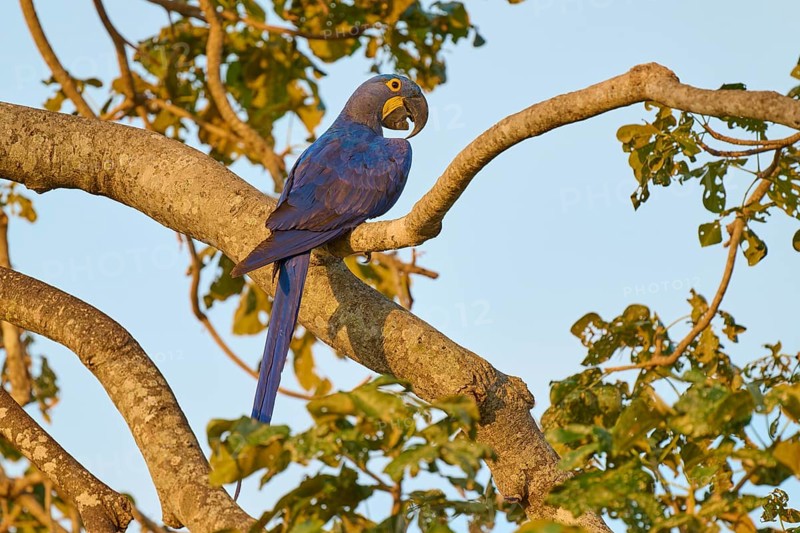 A blue parrot is illuminated by warm sunlight, surrounded by leaves, Hyacinth Macaw (Anodorhynchus hyacinthinus), Pantanal, UNESCO Biosphere Reserve, Mato Grosso, Brazil