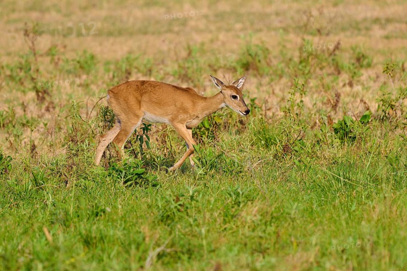 A deer walks across a green meadow on a sunny day, Grand Mazama or Rotmazama (Mazama americana), Pantanal, UNESCO Biosphere Reserve, Mato Grosso, Brazil