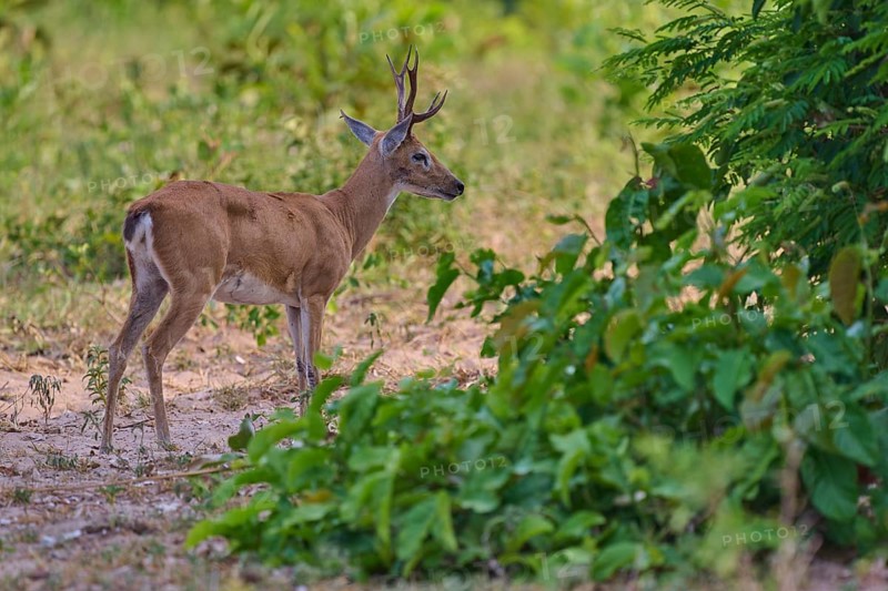 A young deer with horns stands at the edge of the forest, Grand Mazama or Rotmazama (Mazama americana), Pantanal, UNESCO Biosphere Reserve, Mato Grosso, Brazil