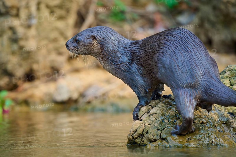 An otter stands on a rock on the riverbank and observes the surroundings, Southern river otter (Lontra longicaudis), Rio Negro, Pantanal, UNESCO Biosphere Reserve, Mato Grosso, Brazil