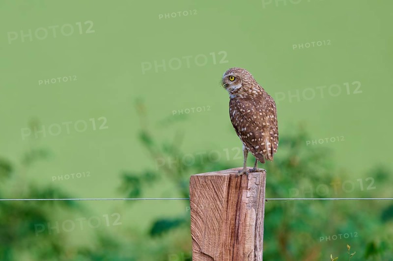 An owl sits on a fence post in front of a green, blurred backdrop, Burrowing Owl (Athene cunicularia), Pantanal, UNESCO Biosphere Reserve, World Heritage Site, Mato Grosso, Brazil