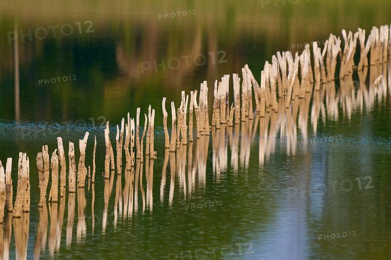 Wooden posts are reflected in calm water and create a peaceful natural scene, Fazenda Barranco Alto, Pantanal, UNESCO Biosphere Reserve, World Heritage Site, Mato Grosso, Brazil
