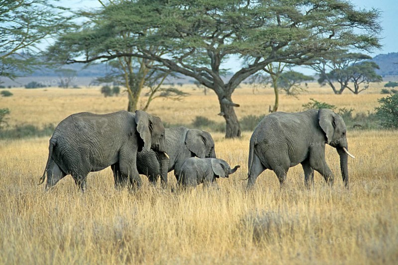 Elephants with young (Loxodonta africana), Serengeti, Tanzania, Africa, June 2000, vintage, retro, old, historical