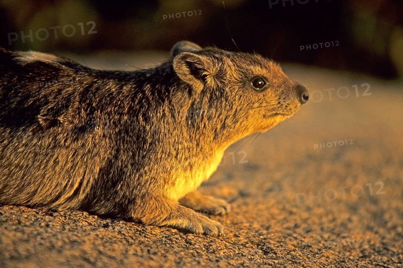 Rock hyrax (Procavia capensis), Serengeti, Tanzania, Africa, June 2000, vintage, retro, old, historical