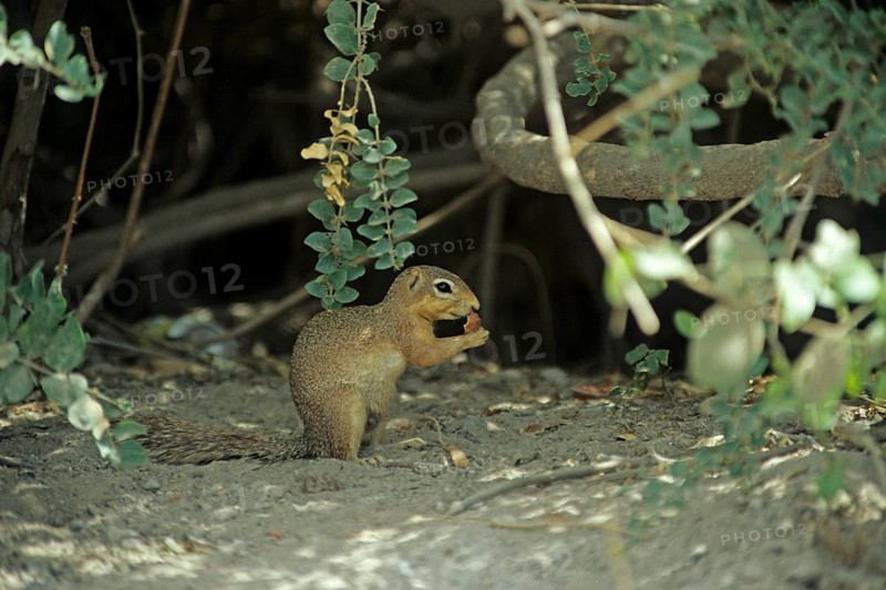 Ochre bush squirrel (Paxerus ochraceus), in Amboseli National Park, Kenya, Africa, June 2000, vintage, retro, old, historic