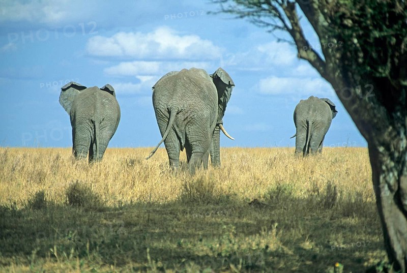 Elephants (Loxodonta africana), Serengeti, Tanzania, Africa, June 2000, vintage, retro, old, historical