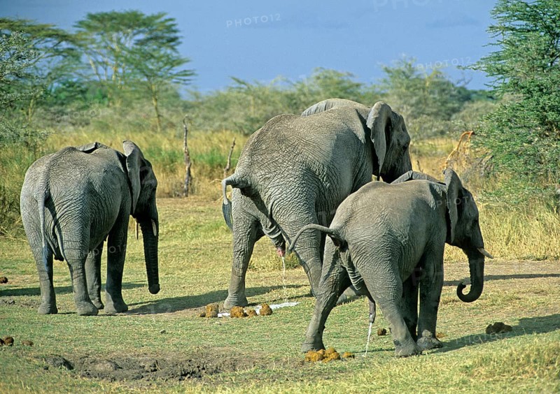 Elephants (Loxodonta africana) urinating, Serengeti, Tanzania, Africa, June 2000, vintage, retro, old, historical