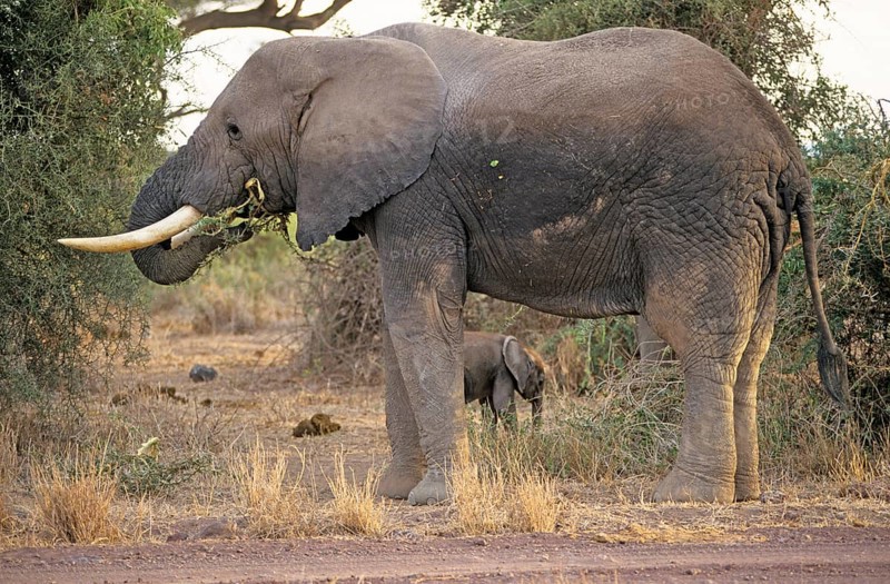 Elephant (Loxodonta africana) with young, Amboseli National Park, Kenya, Africa, June 2000, vintage, retro, old, historical