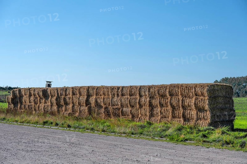 Stacked straw bales at the edge of the meadow, Ahrenshoop, Darß, Mecklenbnurg-Western Pomerania, Germany