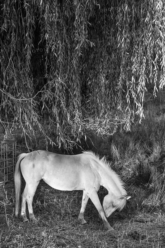 Horse, grey under a willow tree (Salix), black and white, Othenstorf, Mecklenburg-Vorpommern, Germany