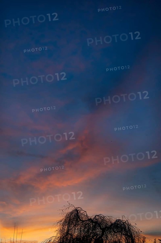 Tree silhouette in evening sky, Eckental, Middle Franconia, Bavaria, Germany