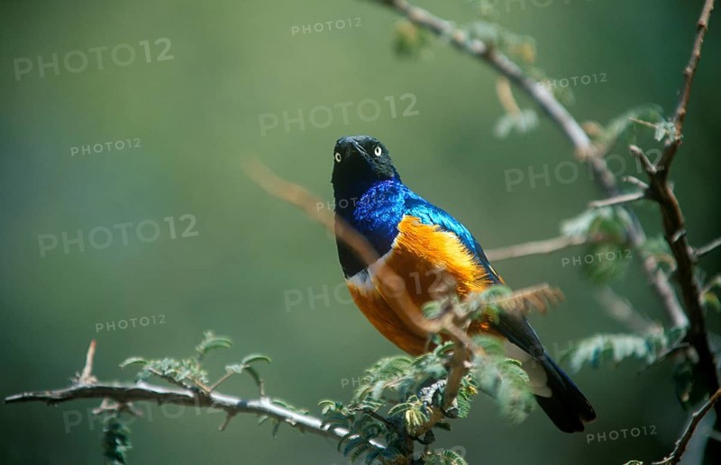Tricoloured Glossy Starling (Lamprotornis superbus), Serengeti, Tanzania, Africa, June 2000, vintage, retro, old, historic