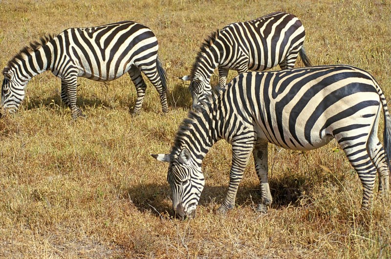 Steppe zebra (Equus quagga) in the Ngorongoro Crater, Tanzania, Africa, June 2000, vintage, retro, old, historical