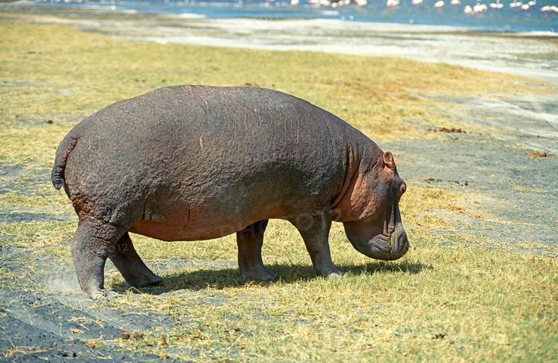 Hippopotamus (Hippopotamus amphibius) in the Ngorongoro Crater, Tanzania, Africa, June 2000, vintage, retro, old, historical
