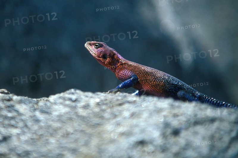 Settler's agama (Agama agama), Serengeti, Tanzania, Africa, June 2000, vintage, retro, old, historical