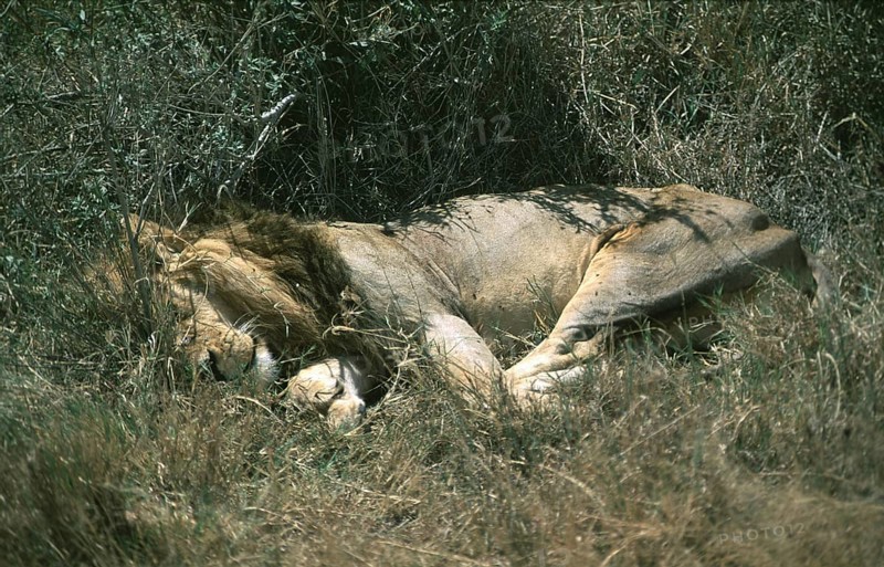 Sleeping lion (Panthera leo), Serengeti, Tanzania, Africa, June 2000, vintage, retro, old, historical