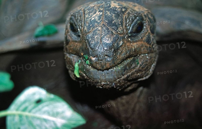 Giant tortoise on Chapwani Island near Zanzibar, Tanzania, Africa, June 2000, vintage, retro, old, historic