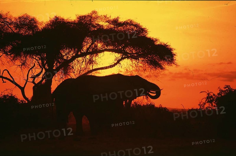 Elephant at sunrise in Amboseli National Park, orange filter, Kenya, Africa, June 2000, vintage, retro, old, historic