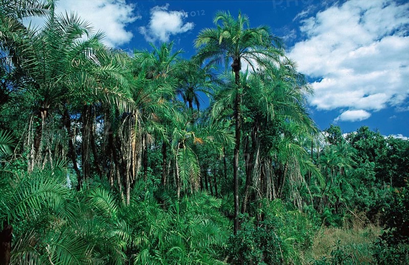 Rainforest near Victoria Falls, Zimbabwe, Africa, June 2000, vintage, retro, old, historic