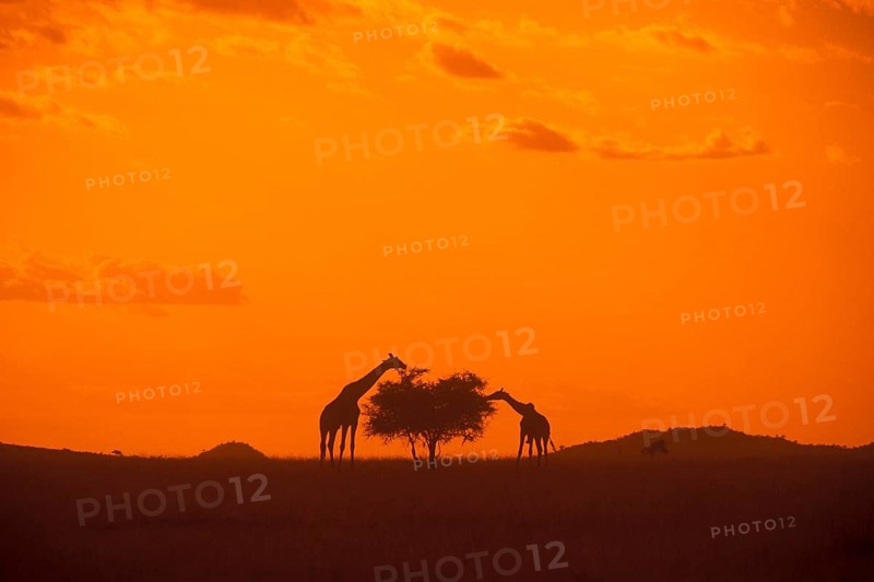 Silhouettes of two giraffes eating from a tree, orange filter, Serengeti, Tanzania, Africa, June 2000, vintage, retro, old, historic