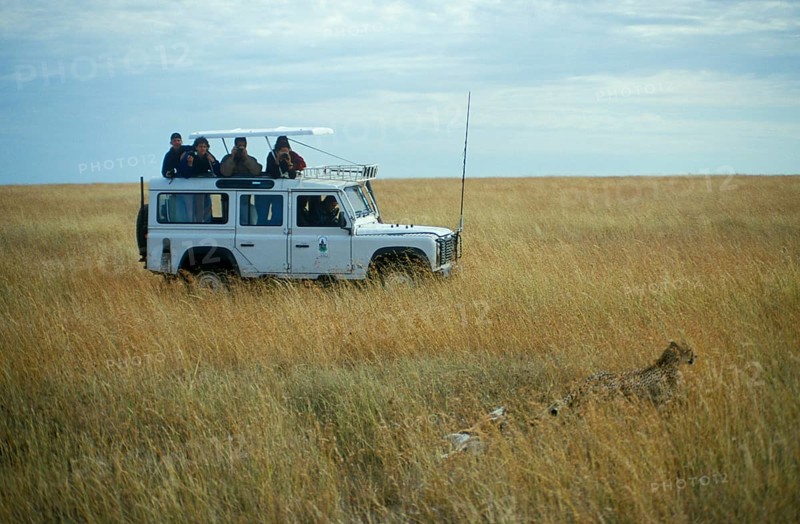 Safari participants watch cheetah, Serengeti, Tanzania, Africa, June 2000, vintage, retro, old, historic
