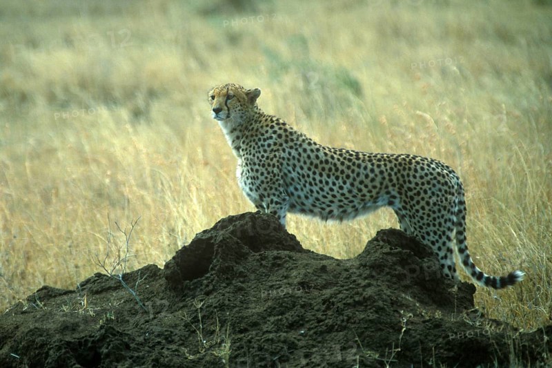 Cheetah (Acinonyx jubatus) in the Serengeti, Tanzania, Africa, June 2000, vintage, retro, old, historical