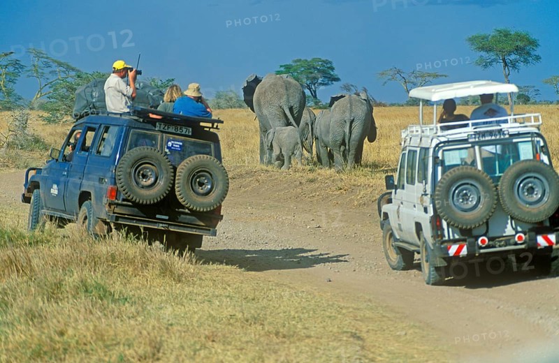 Participants of a safari watching elephants (Loxodonta africana) in the Serengeti, Tanzania, Africa, June 2000, vintage, retro, old, historical