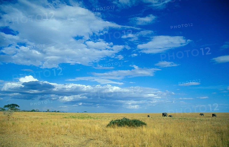 Herd of elephants (Loxodonta africana) in the Serengeti, Tanzania, Africa, June 2000, vintage, retro, old, historical