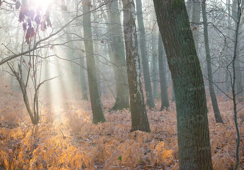 Sunlight in foggy forest, dead, yellow fern fronds, bright, autumnal, autumn leaves, morning light, trees and old fern, sun rays, shimmering, natural forest with copper beech (Fagus sylvatica), English oak (Quercus robur), birch (Betulus), bracken fern (Pteridium aquilinum), warm colours, mysterious, mystical, atmosphere, fog, misty, stillness, landscape, mood, hazy, rays of light, haze, light mood, nature, autumn, nature conservation, nature reserve, Lüneburg, Lower Saxony, Germany