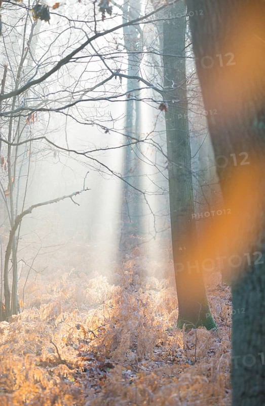 Sunlight in a misty forest, dead, yellow fern fronds, autumnal, bright, autumn leaves, morning light, tall trees and old ferns, sunbeams, mixed forest with copper beech (Fagus sylvatica), English oak (Quercus robur), bracken fern (Pteridium aquilinum), warm colours, mysterious, mystical, atmosphere, fog, misty, silence, landscape, mood, hazy, rays of light, haze, light mood, nature, beauty, autumn, nature conservation, nature reserve, FFH area Ilmenau, Lüneburg, Lower Saxony, Germany