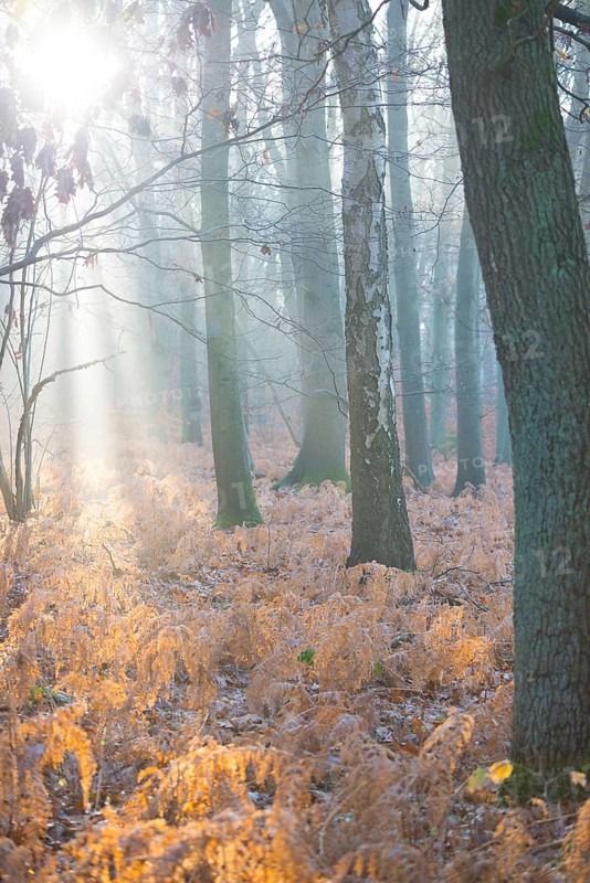 Sunlight breaks through the misty forest and illuminates dead, yellow fern fronds, autumn leaves, morning, trees and old fern, sunbeams, shimmering, mixed forest with copper beech (Fagus sylvatica), English oak (Quercus robur), birch (Betulus), bracken fern (Pteridium aquilinum), warm colours, mysterious, mystical, atmosphere, fog, misty, stillness, landscape, mood, hazy, rays of light, haze, light mood, nature, autumn, nature reserve, FFH area Ilmenau, Lüneburg, Lower Saxony, Germany