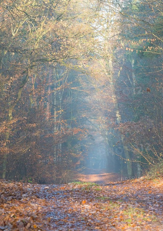 Autumn forest trail through mixed forest, warm colors and soft light, yellow, orange, haze, morning haze, walk, hiking trail, pilgrim trail near Deutsch Evern, sun rays, light, natural forest, autumn atmosphere, path, forest, path, peaceful, mood, glow, morning sun, morning fog, light atmosphere, sunlight, morning, haze, nature, atmospheric, magical, fascination, bright, autumn leaves, illuminated, magical, landscape, Lüneburg district, Lower Saxony, Germany