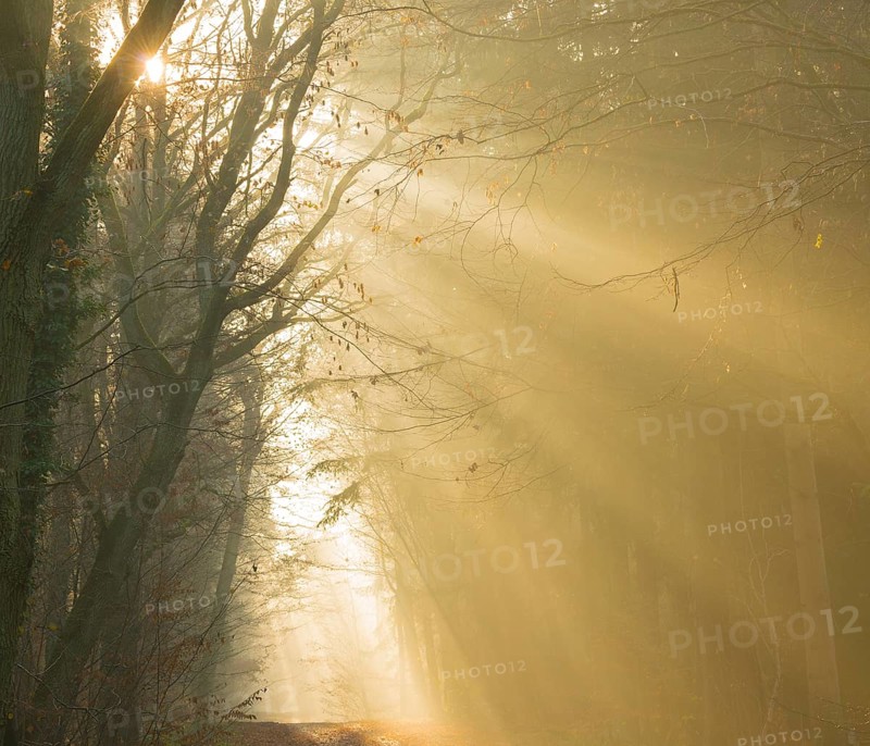 A foggy forest in yellow tones, warm sunrays, light, warmth, autumnal atmosphere, path, flooded with light, forest path, light rays, peaceful, mood, glow, morning fog, morning sun, light mood, sun, sunlight, morning, haze, nature, atmospheric, mystical, enchanting, fascination, bright, autumn leaves, mysterious, dreamlike, walk, illuminated, clouds of fog, natural phenomenon, light trail, sorrow, condolence, magical, Lüneburg district, Lower Saxony, Germany