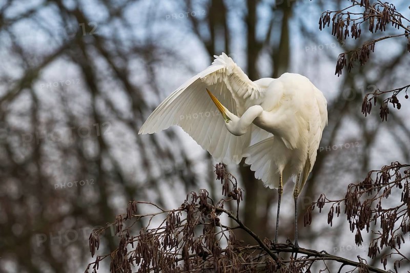 Great White Egret (Ardea alba) sitting in a tree and grooming its feathers in a quiet environment, Hesse, Germany