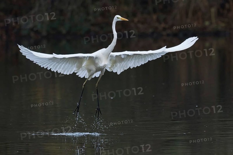 Great White Egret (Ardea alba) taking off from the water with large, outstretched wings, Hesse, Germany