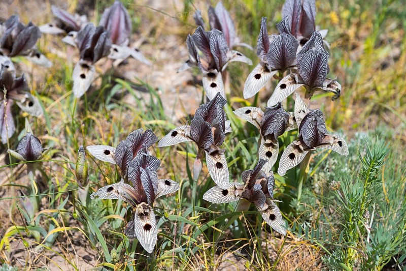 Purple and cream-coloured flowers with detailed petals in a summer meadow landscape, Iris (Iris acutiloba), Armenia